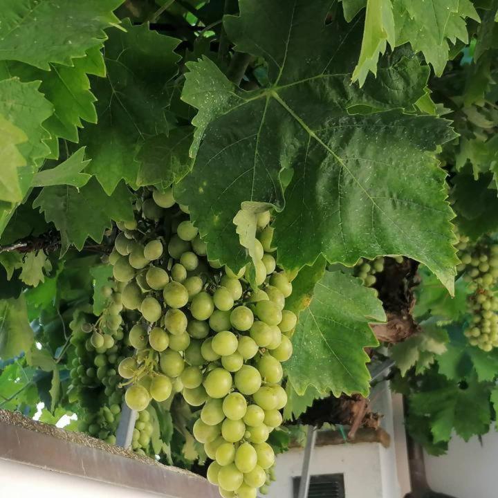 B&B Capo Le Vigne Sirolo Kültér fotó